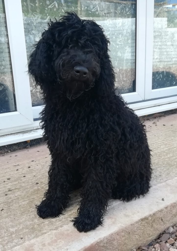 Barbet puppies
