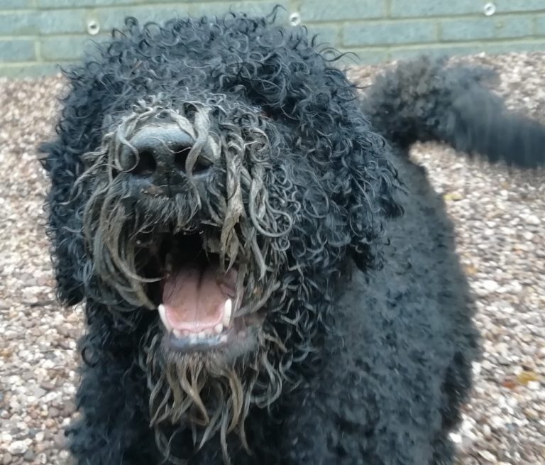 Barbet puppy