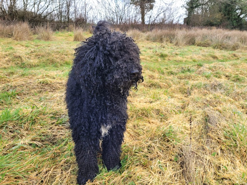 Barbet