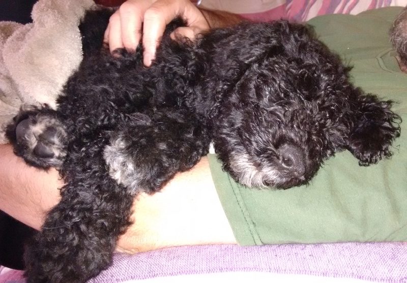 Barbet puppies