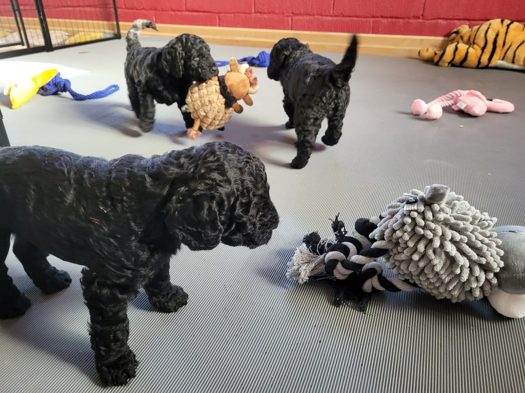 Barbet Puppies