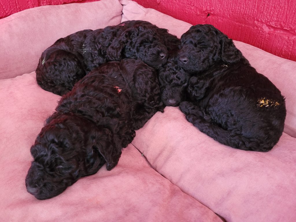 Barbet Puppies
