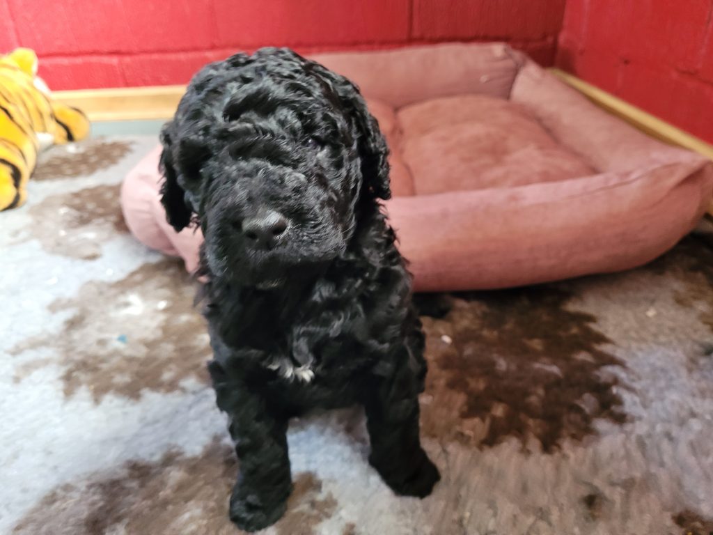 Barbet Puppies