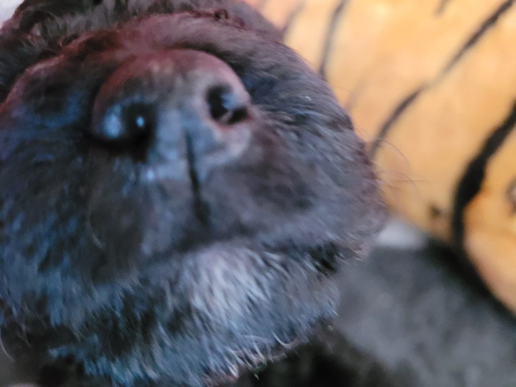 Barbet Puppies